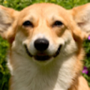 Meet your Posher, Dylan